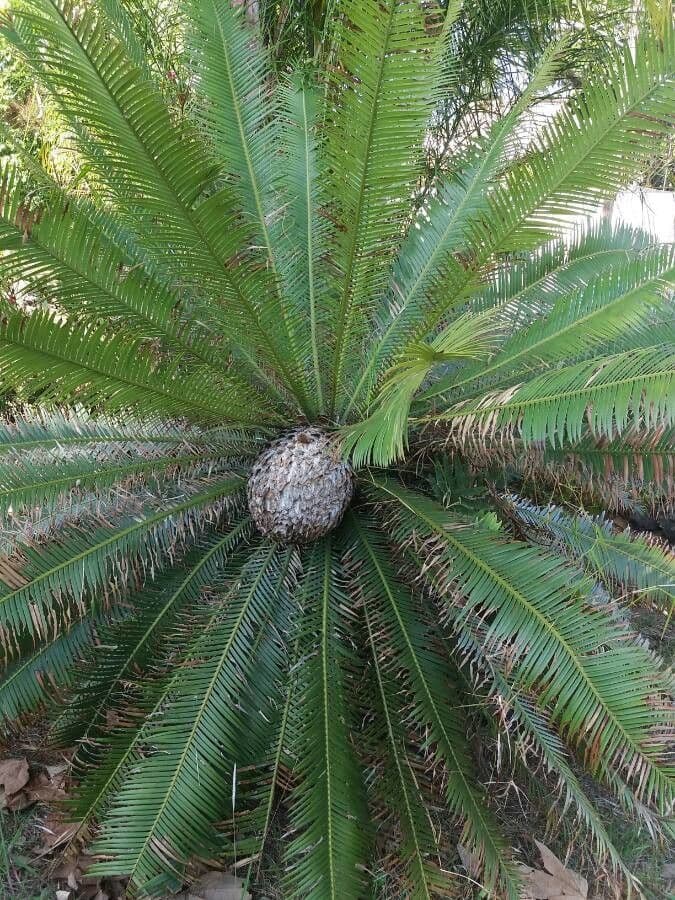 Dioon commestibile 12