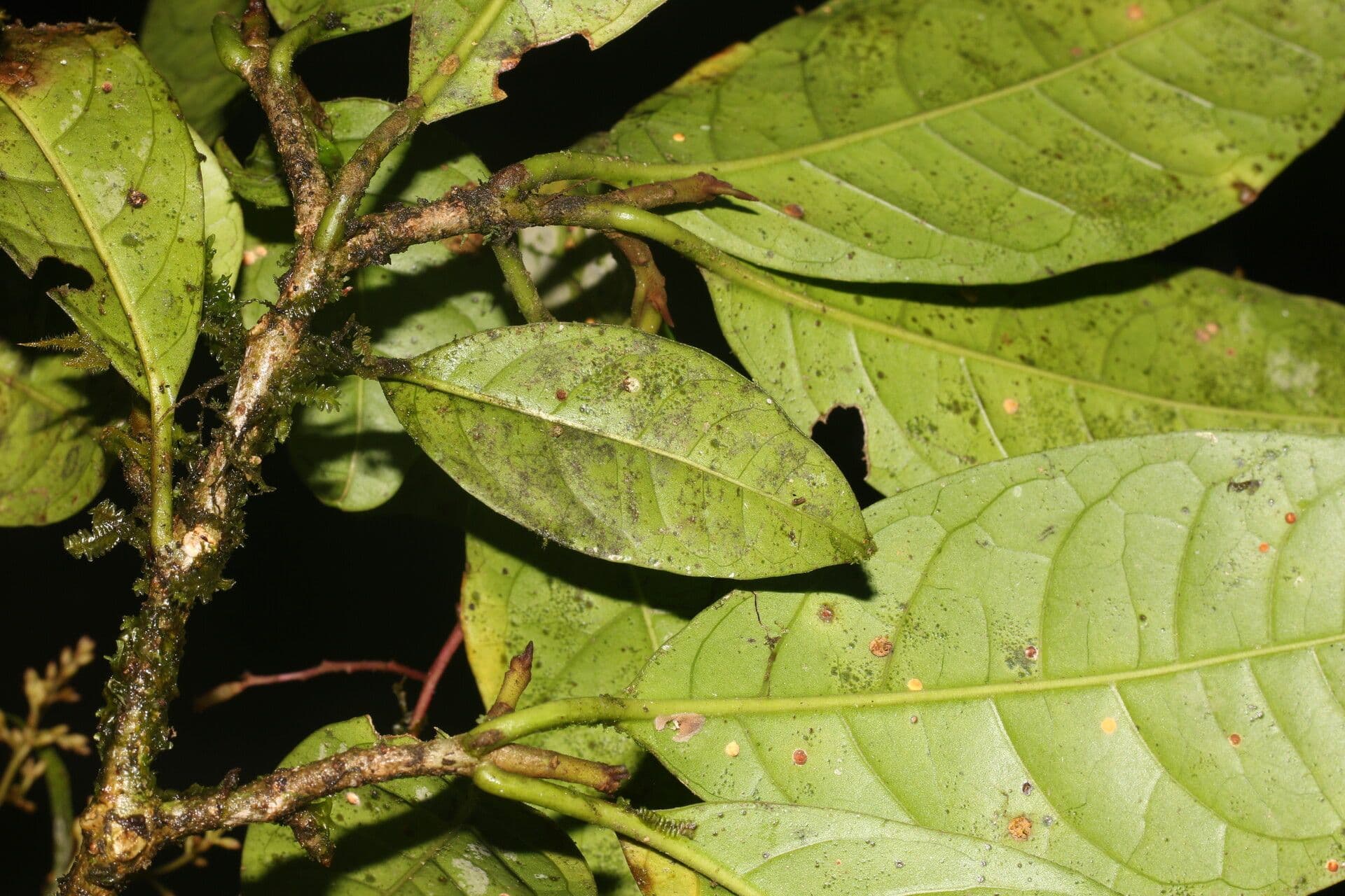 Neea laetevirens 8