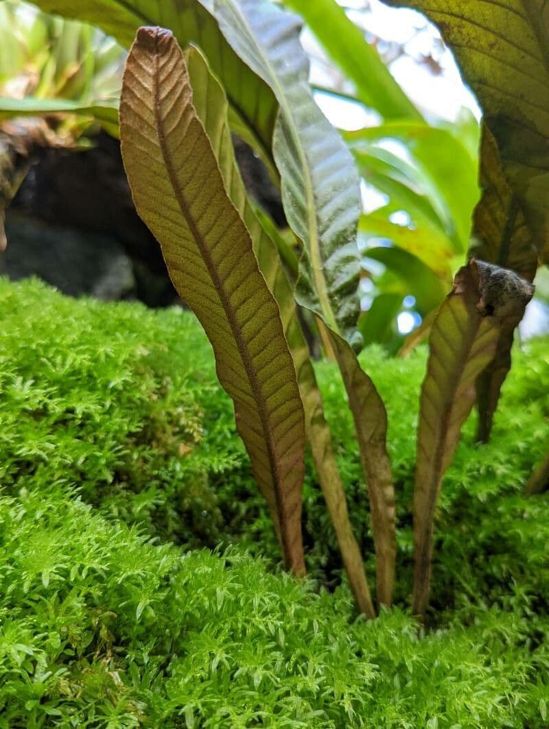 Pyrrosia porosa 3