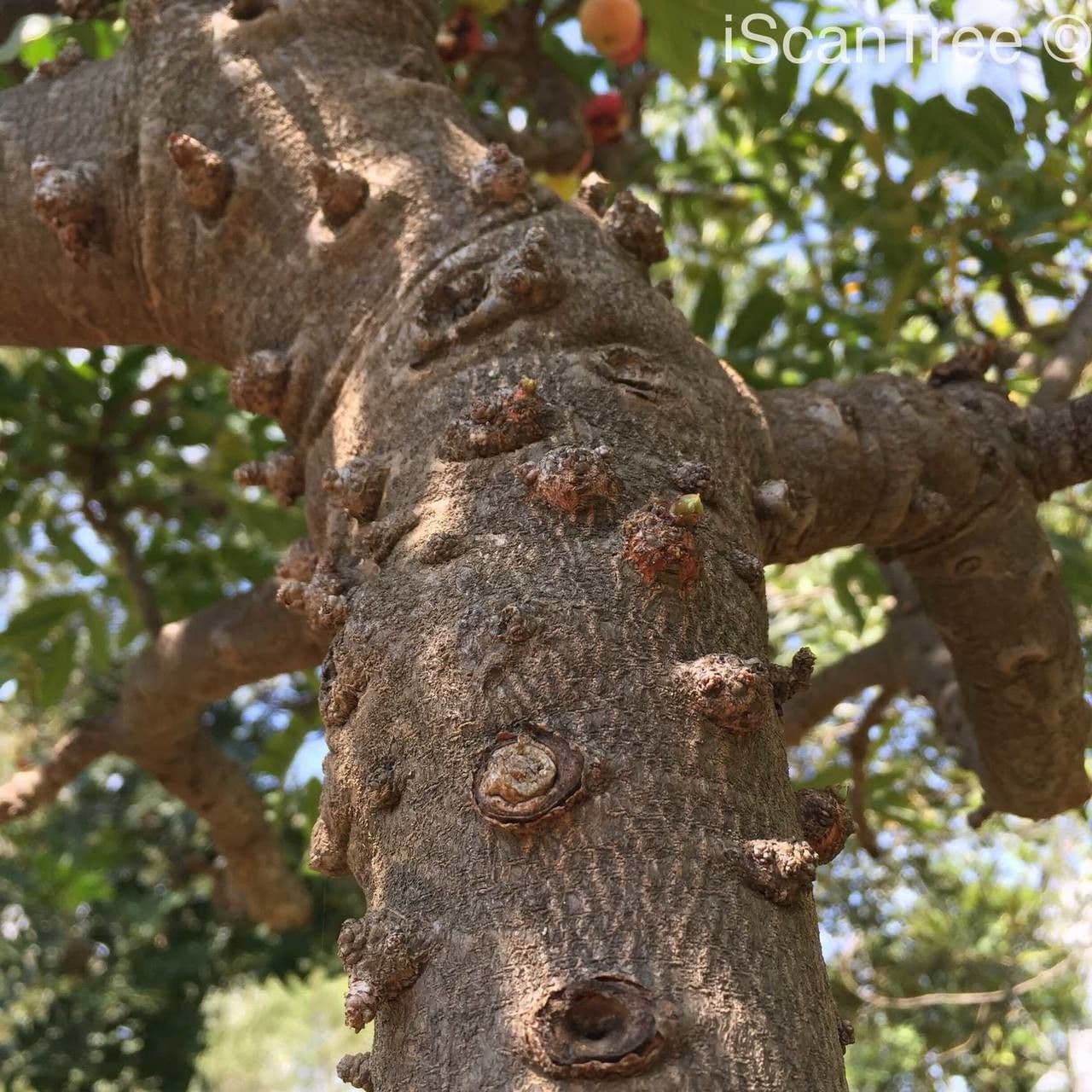 Ekebergia 22