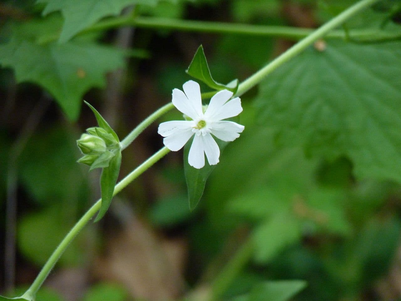 Silene bianca 10