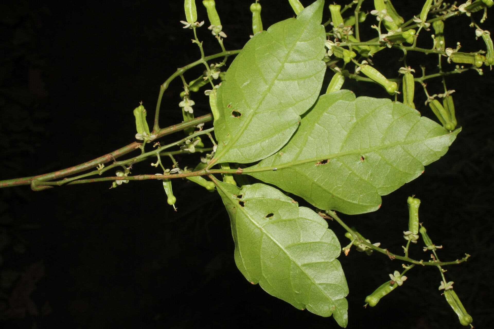 Serjania 4