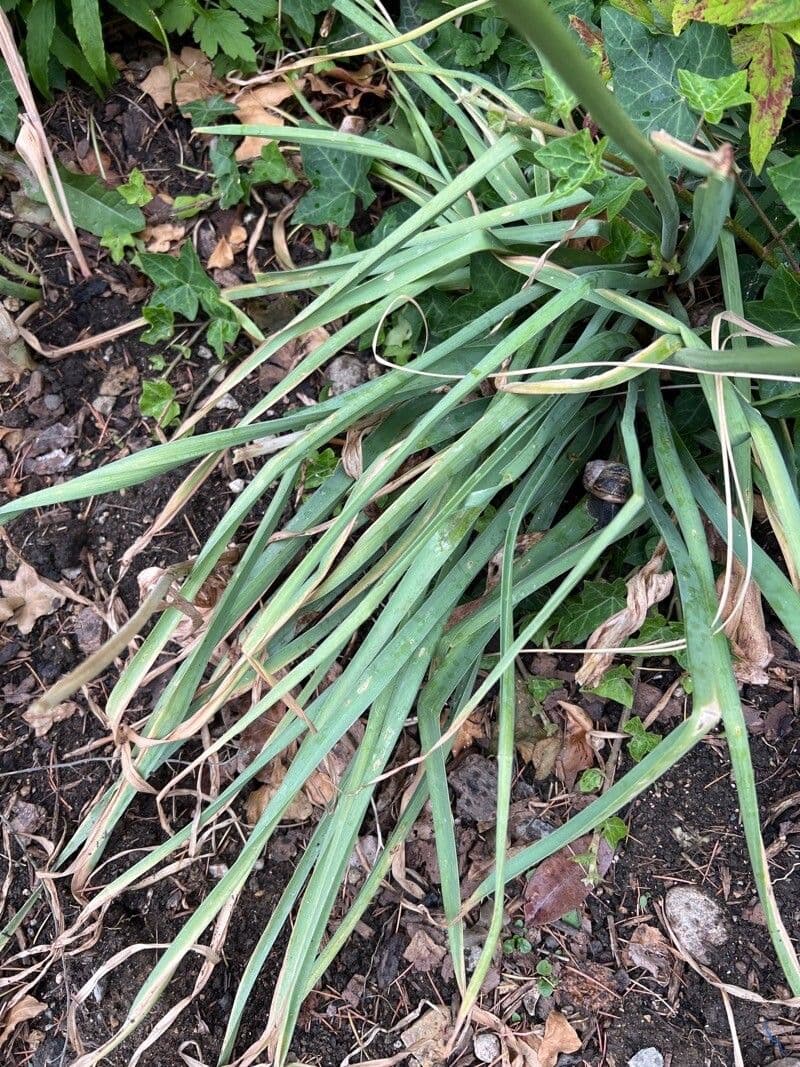 Eremurus 12