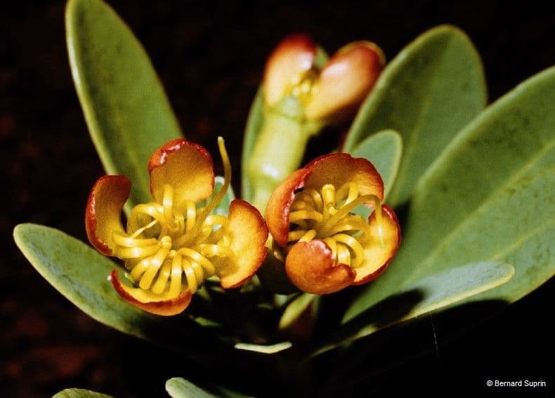 Xanthostemon