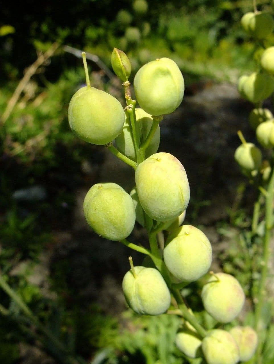 Alyssoides utriculata 4