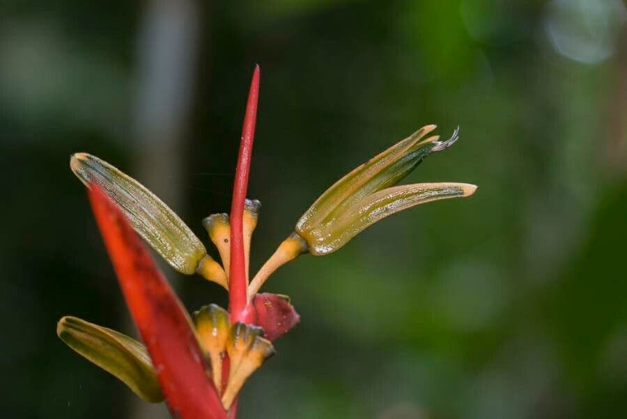 Heliconia 3