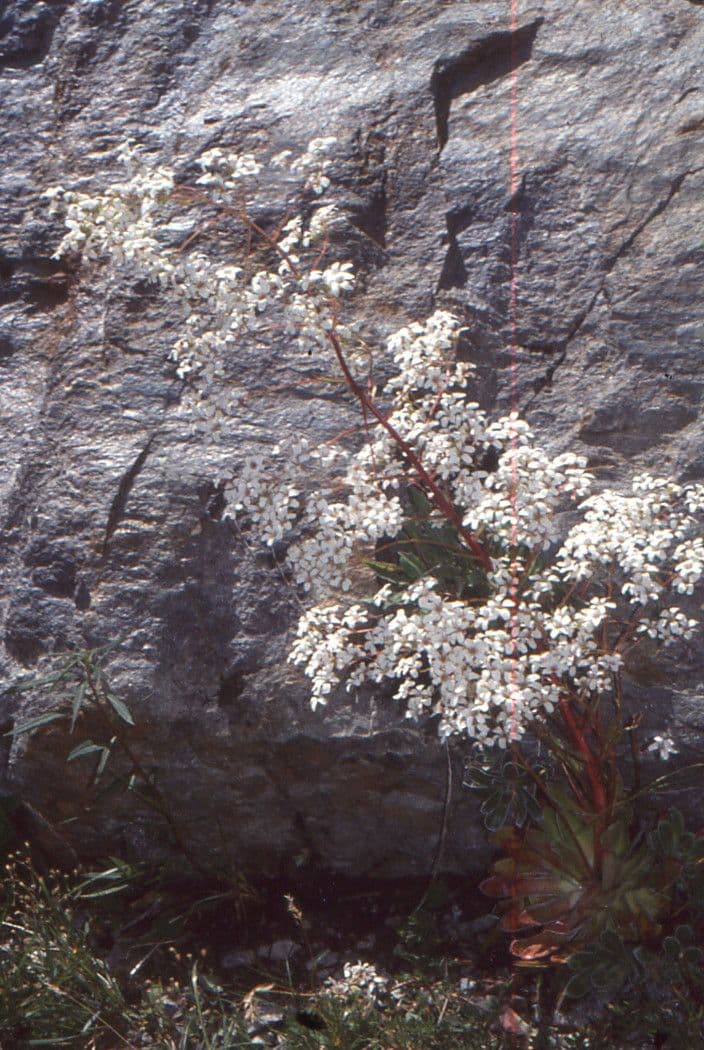 Sassifraga cotiledone 2
