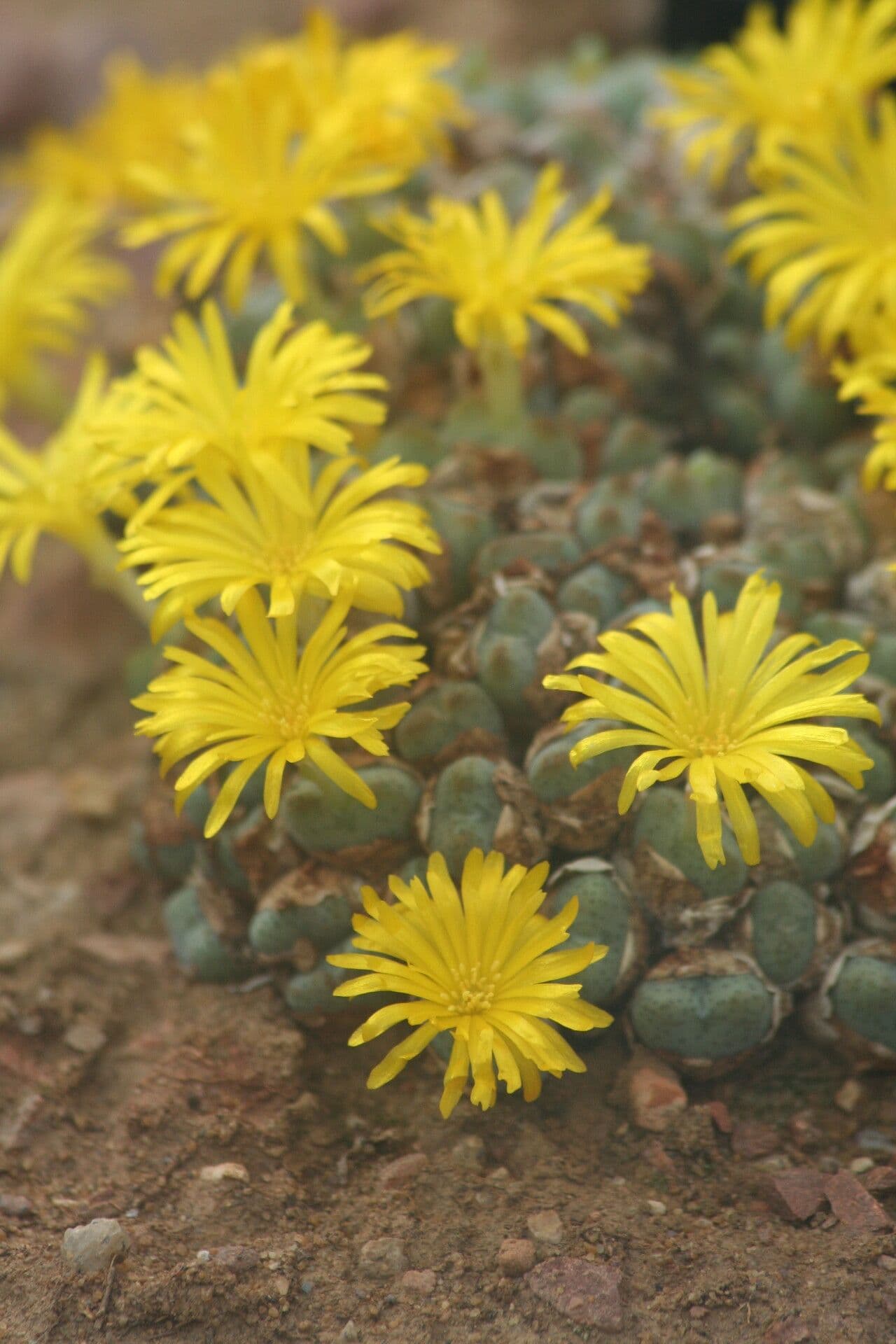 Conophytum
