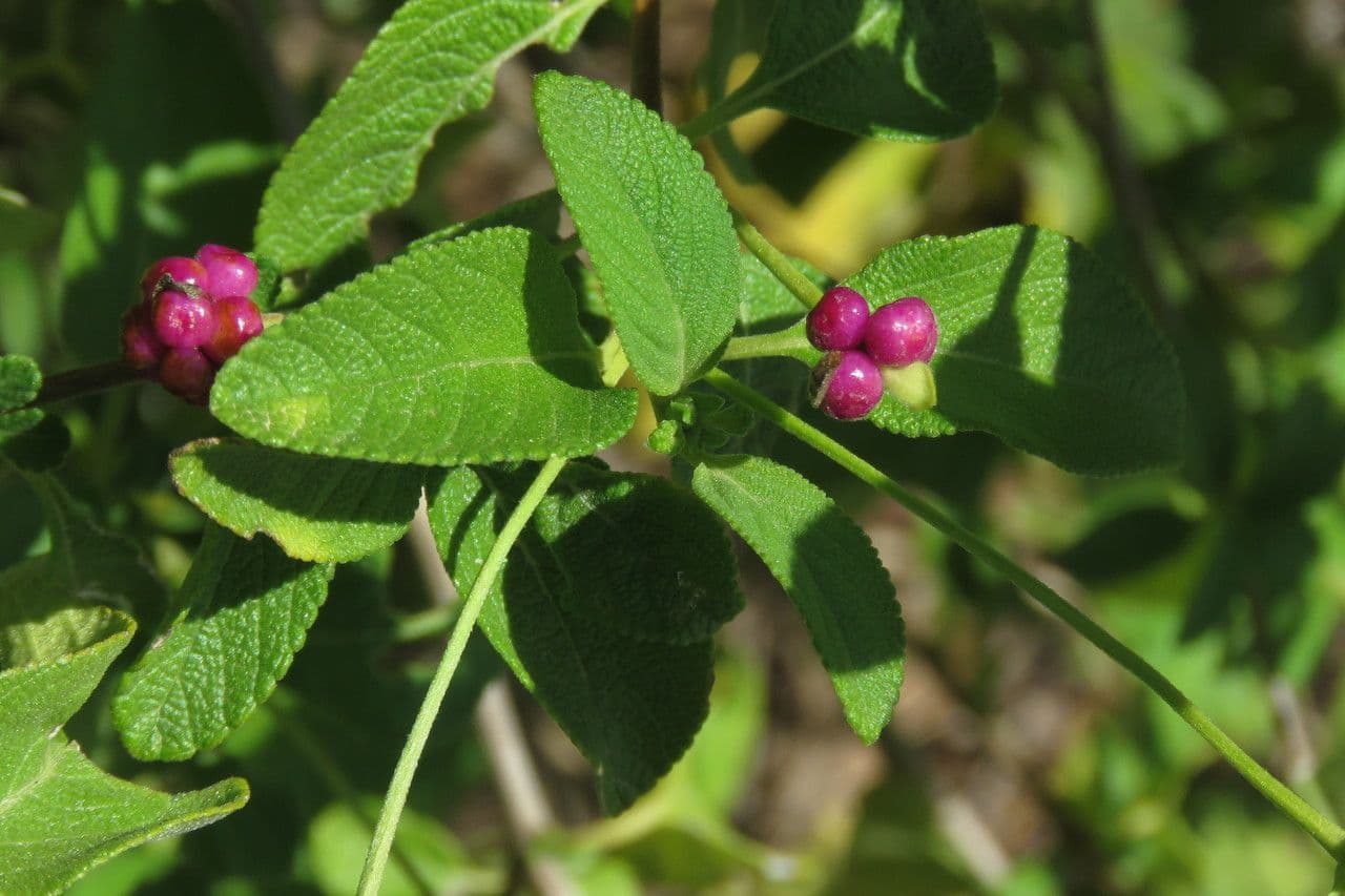 Lantana 2