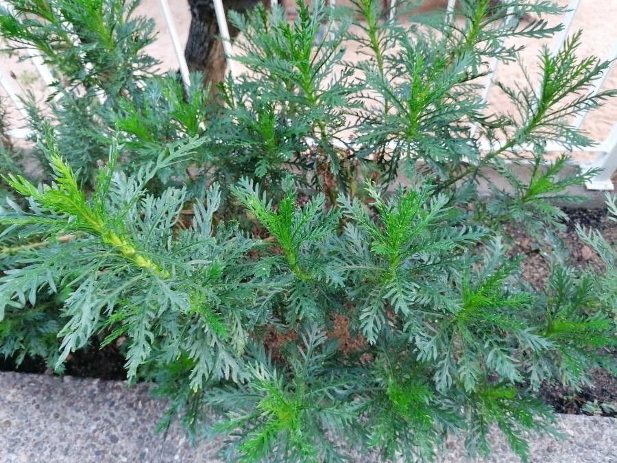 Euryops 23