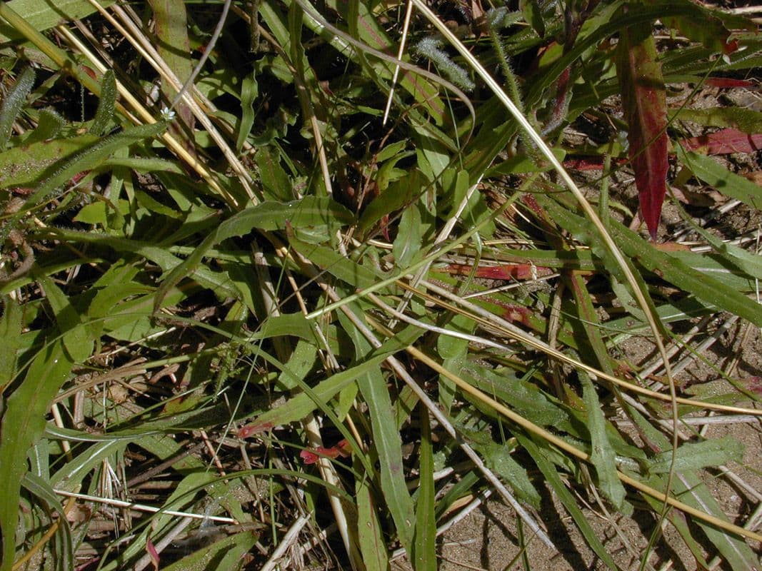 Onagra stricta 11