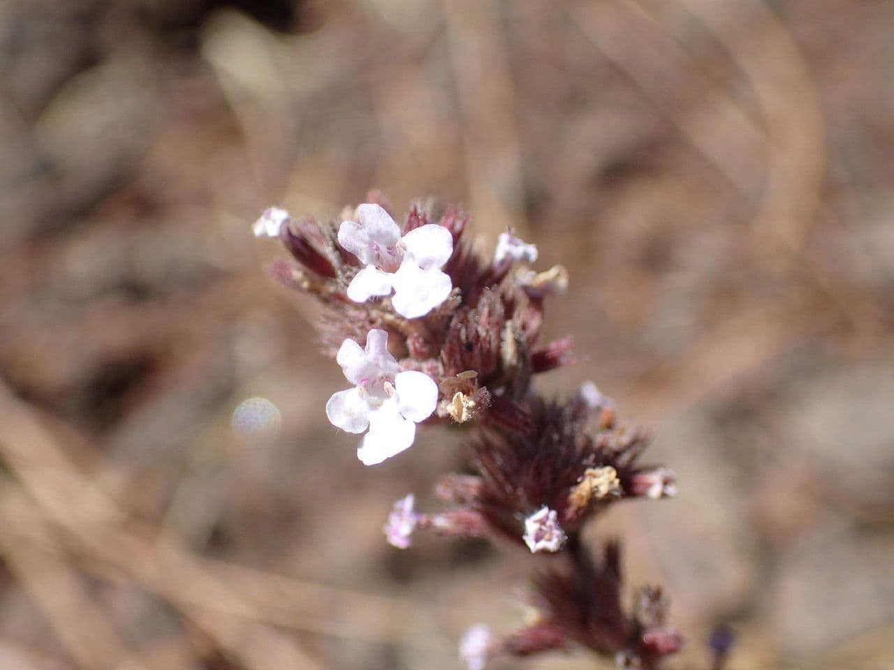 Micromeria 2