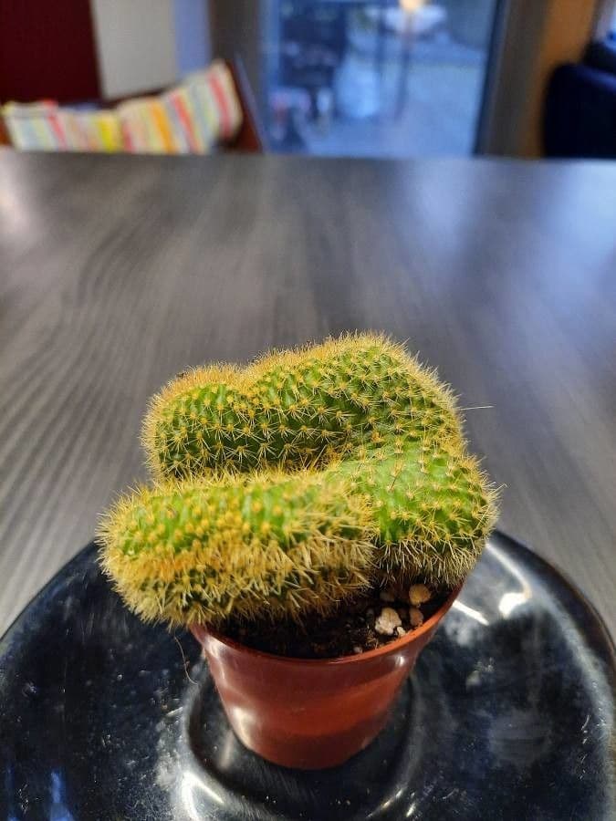 Cactus 2