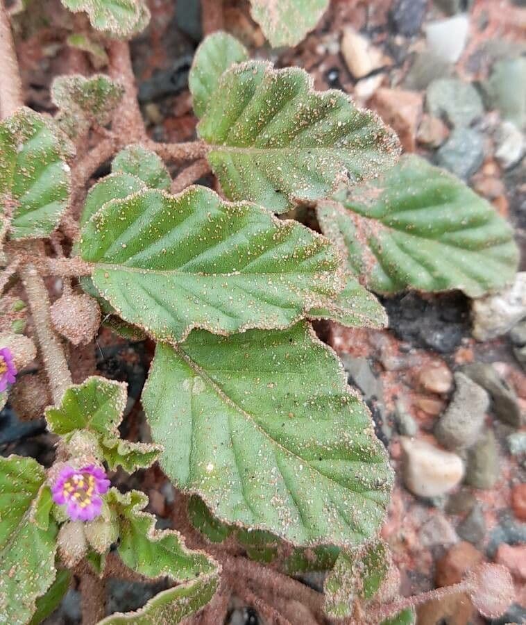 Mirabilis incarnata 15