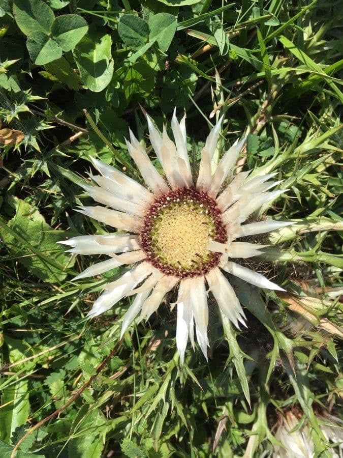 Silberdistel 7