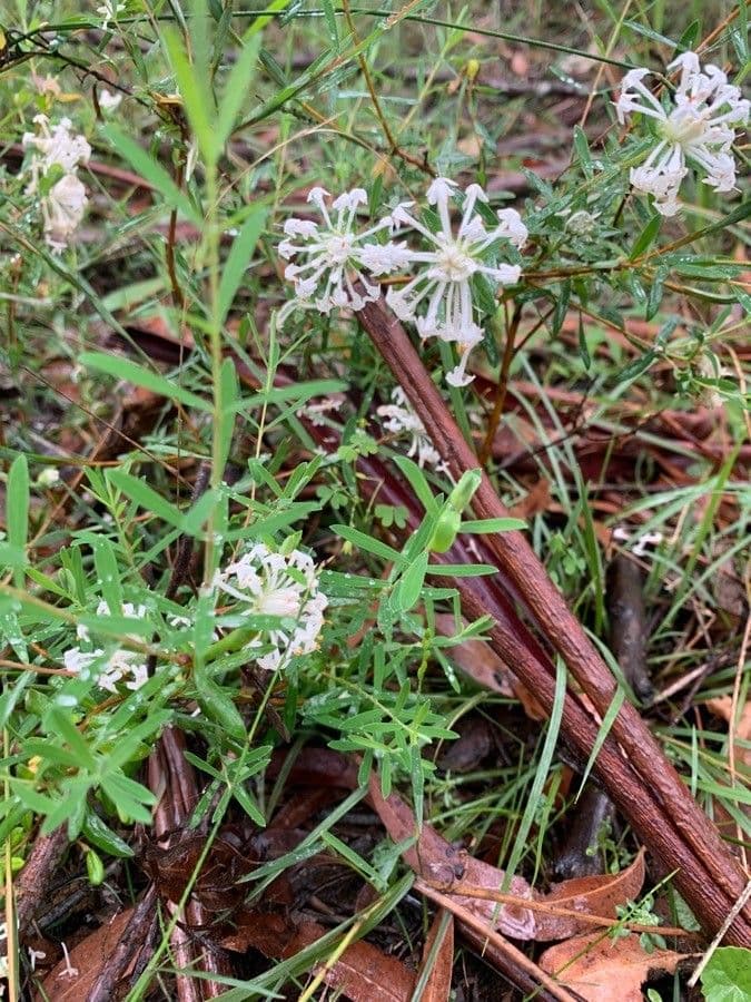 Pimelea humilis 5