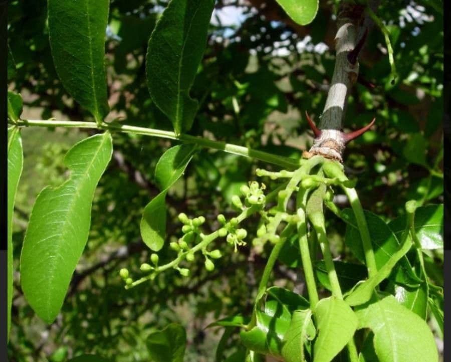 Zanthoxylum 9