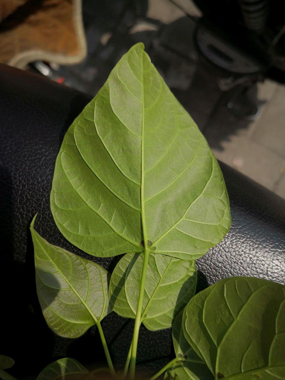 Catalpa di Bunge 15