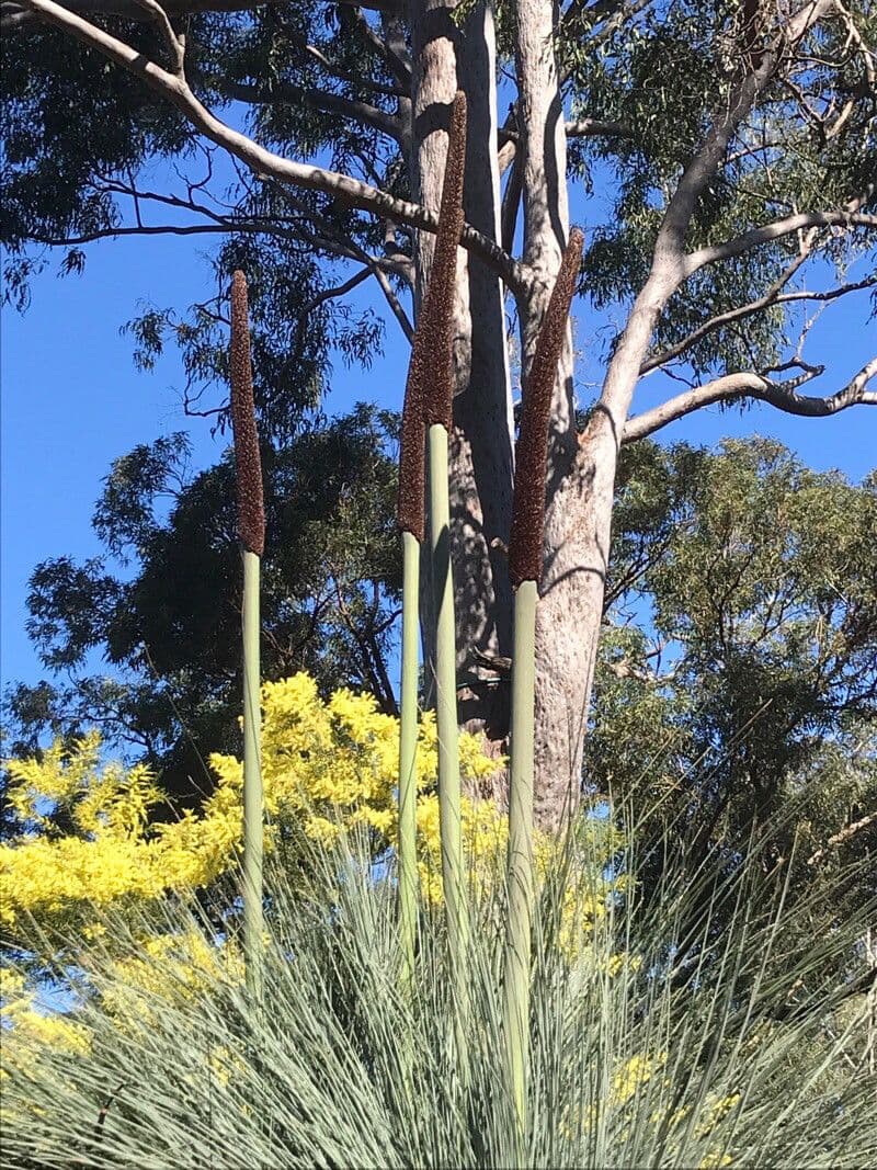 Xanthorrhoea glauca 5
