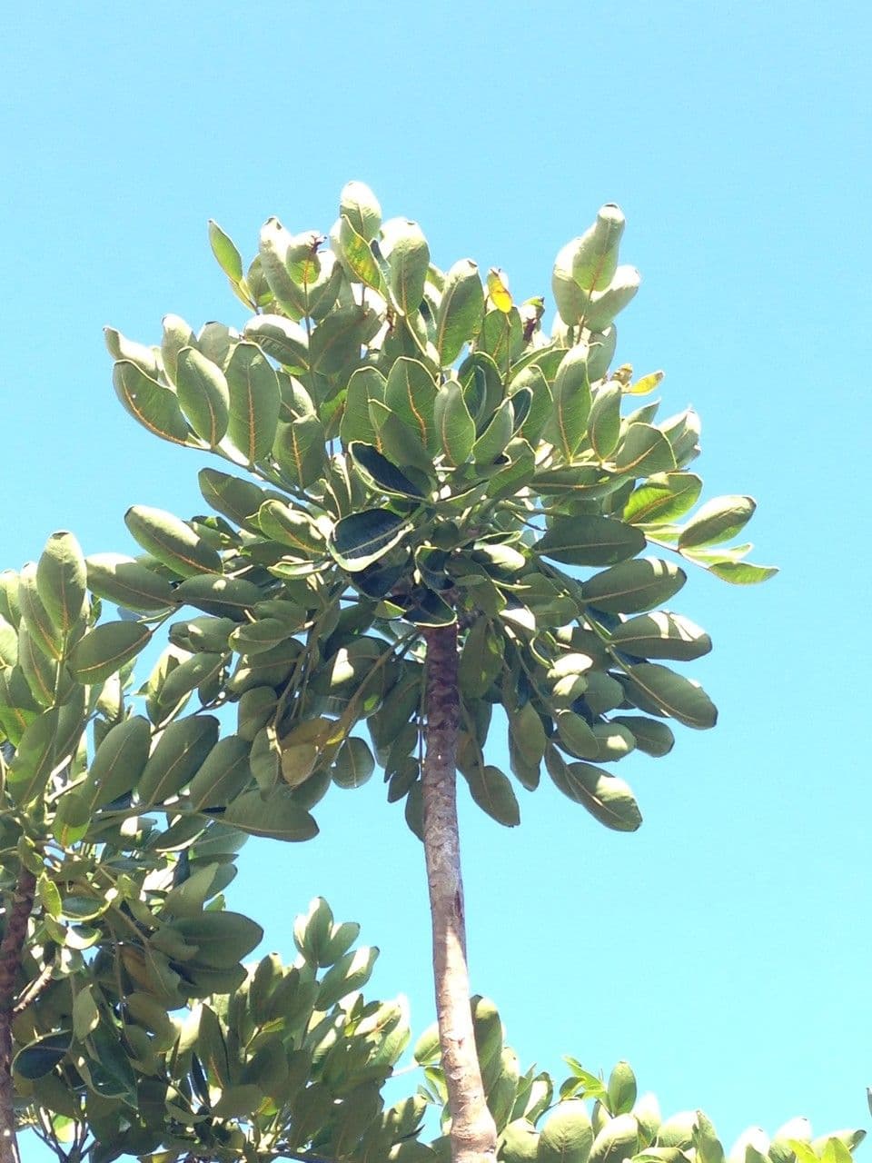 Polyscias 25