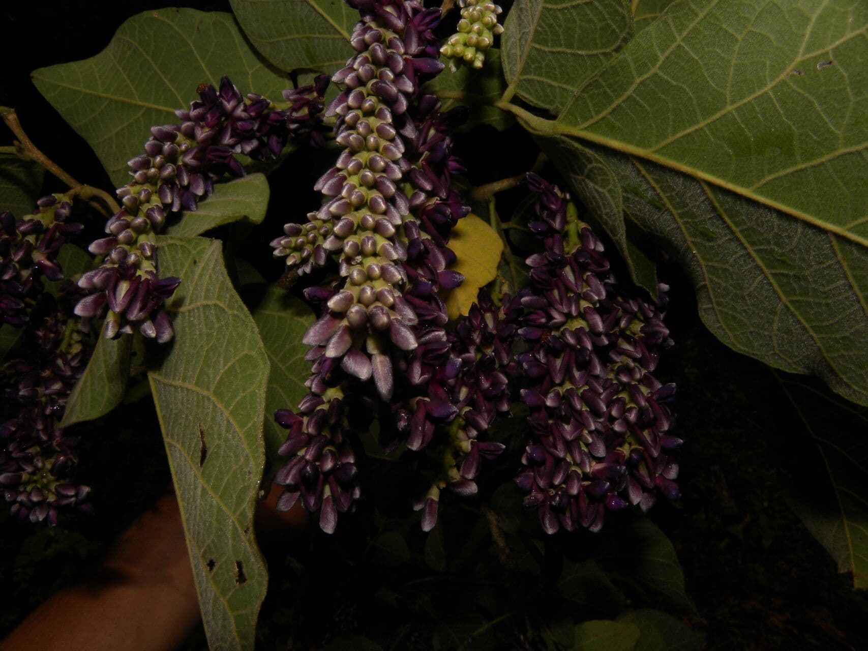 Lonchocarpus