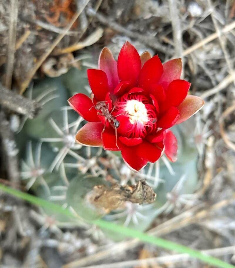 Cactus