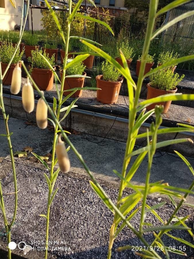 Crotalaria juncea 5