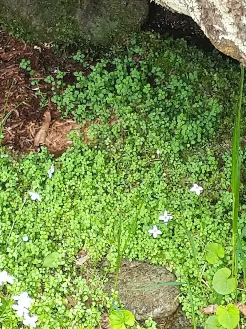 Houstonia serpyllifolia 13