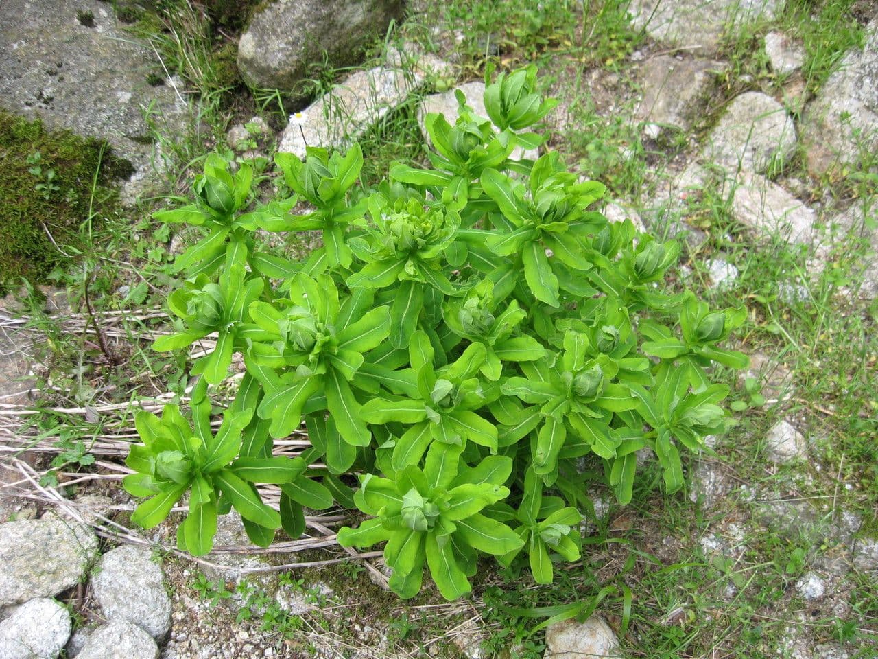 Pryšec 2