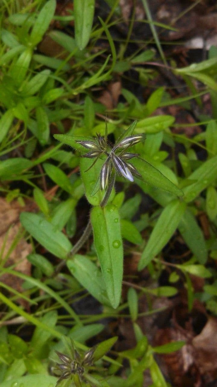 Flox divaricata 6