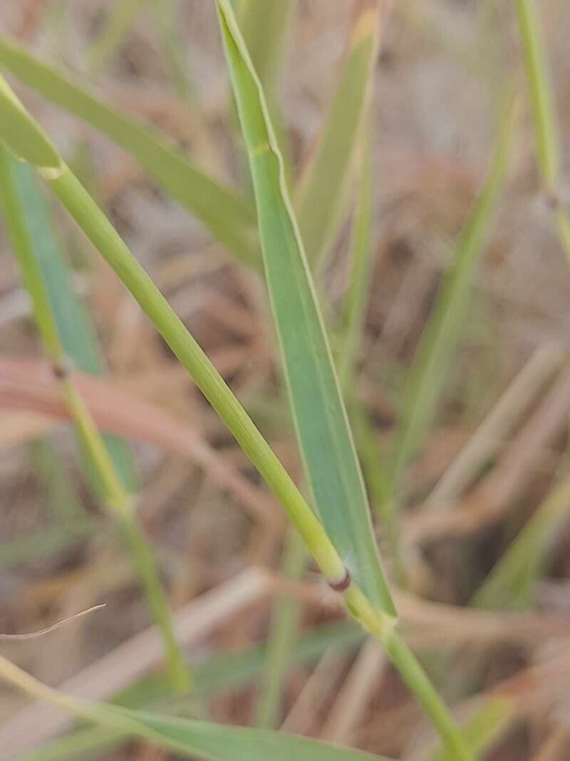Dichanthium annulatum 16