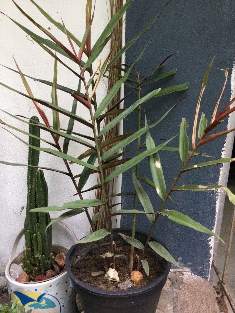 Flagellaria indická 15
