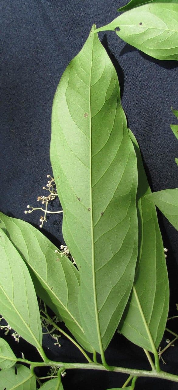 Nectandra 8