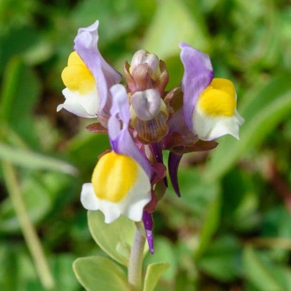 Linaria triphylla 6