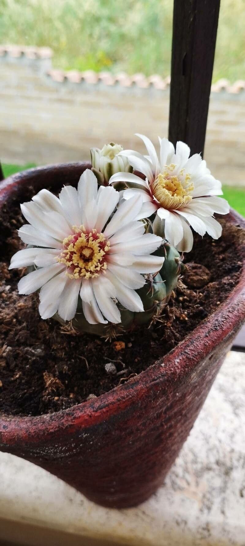 Cactus a palla 2