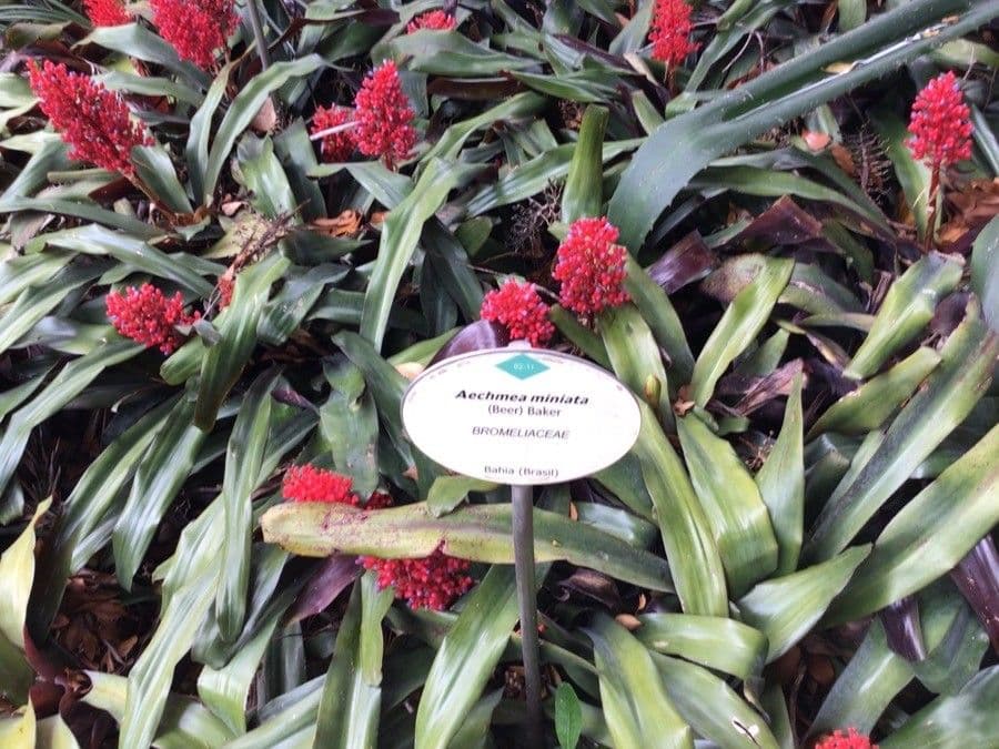 Aechmea 2