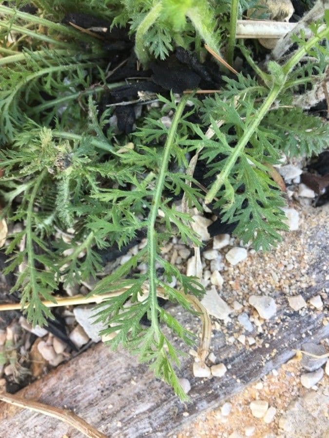 Achillea odorata 15