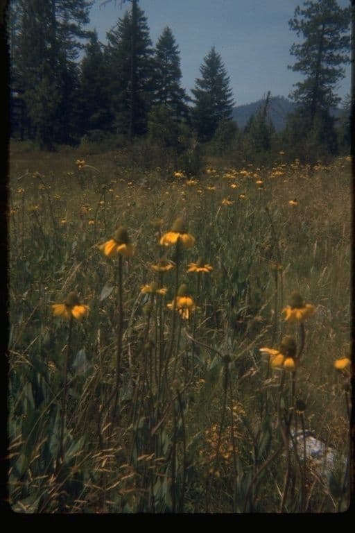 Rutenbeckia 5