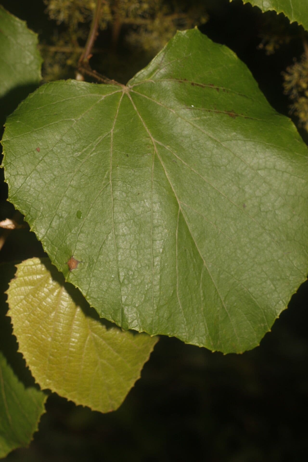 Vitis tiliifolia 2