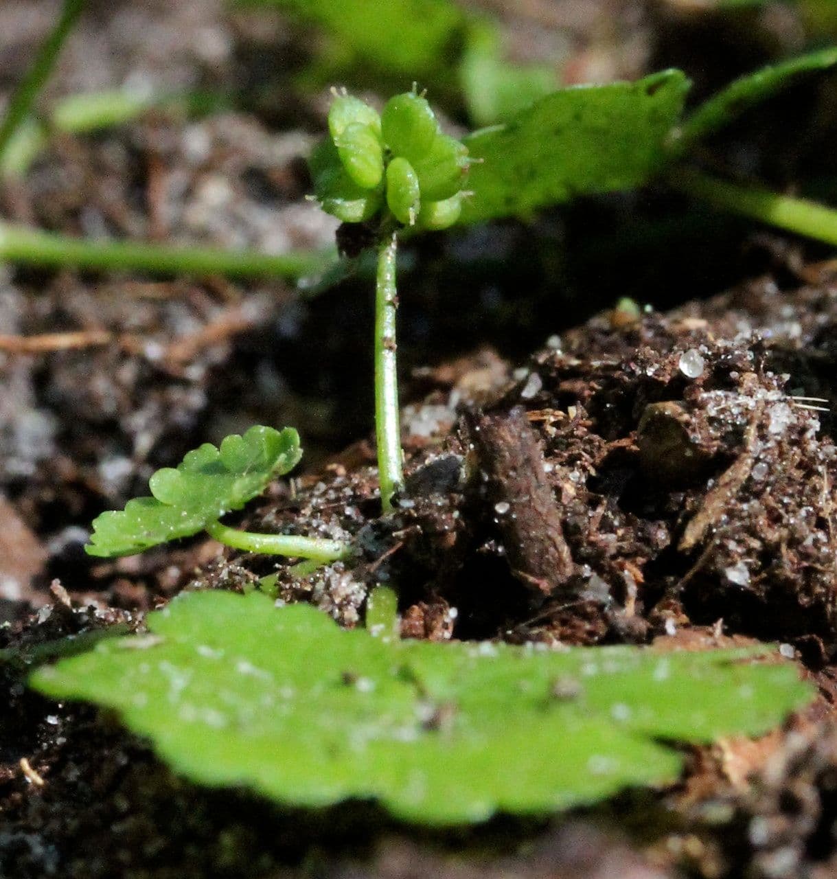 Hydrocotyle sibthorpioides 14
