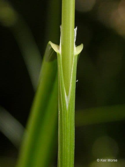 Glyceria striata 21