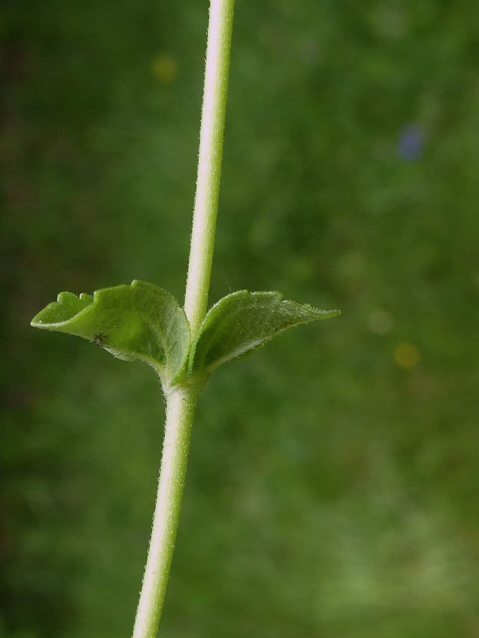 Veronica serpilifolia 23