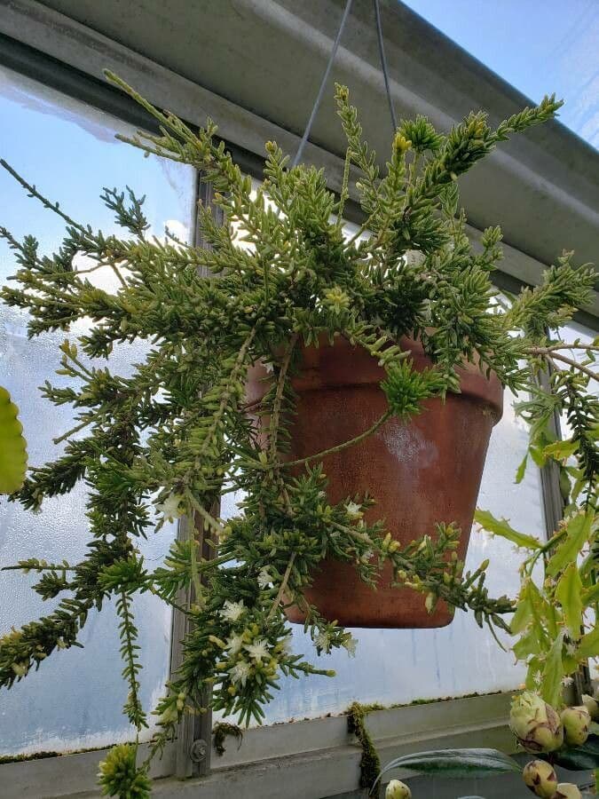 Rhipsalis 8