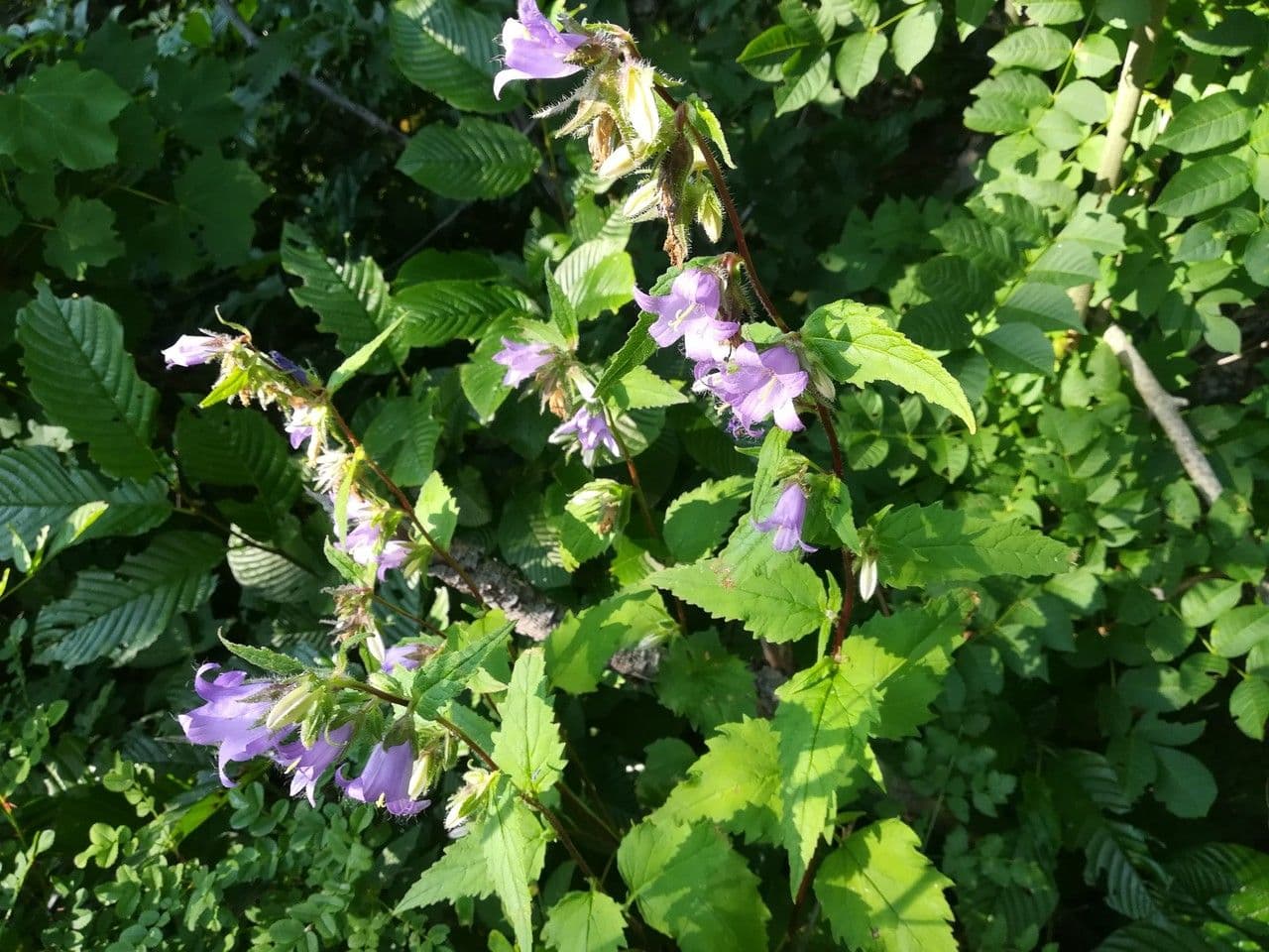 Nesselblättrige Glockenblume 14