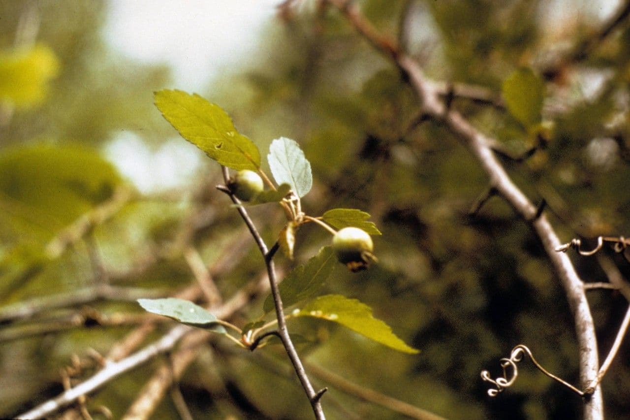 Schmalblättriger Apfel 2