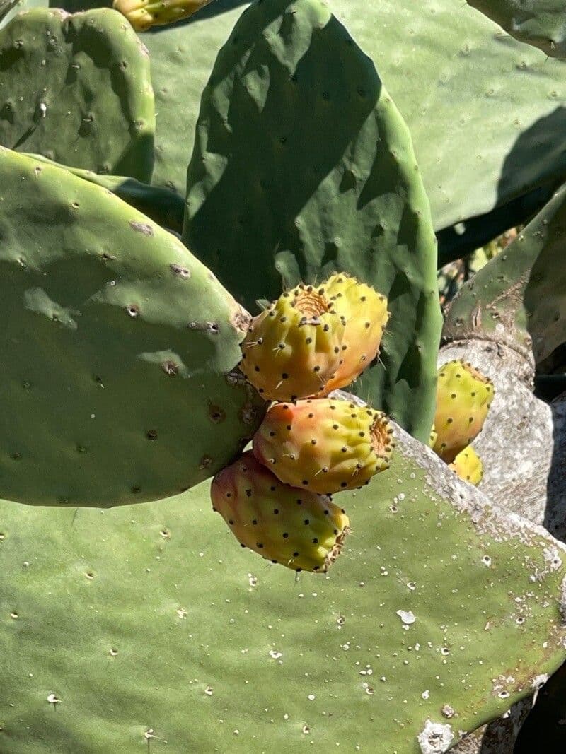 Opuncja 3