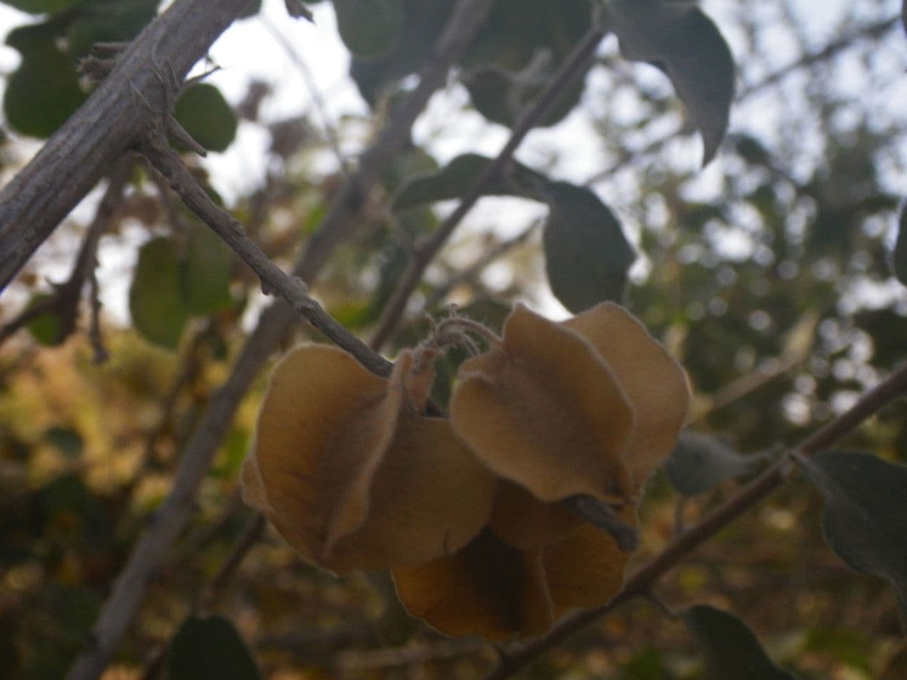 Combretum 2