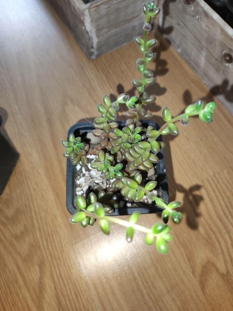 Sedum 6