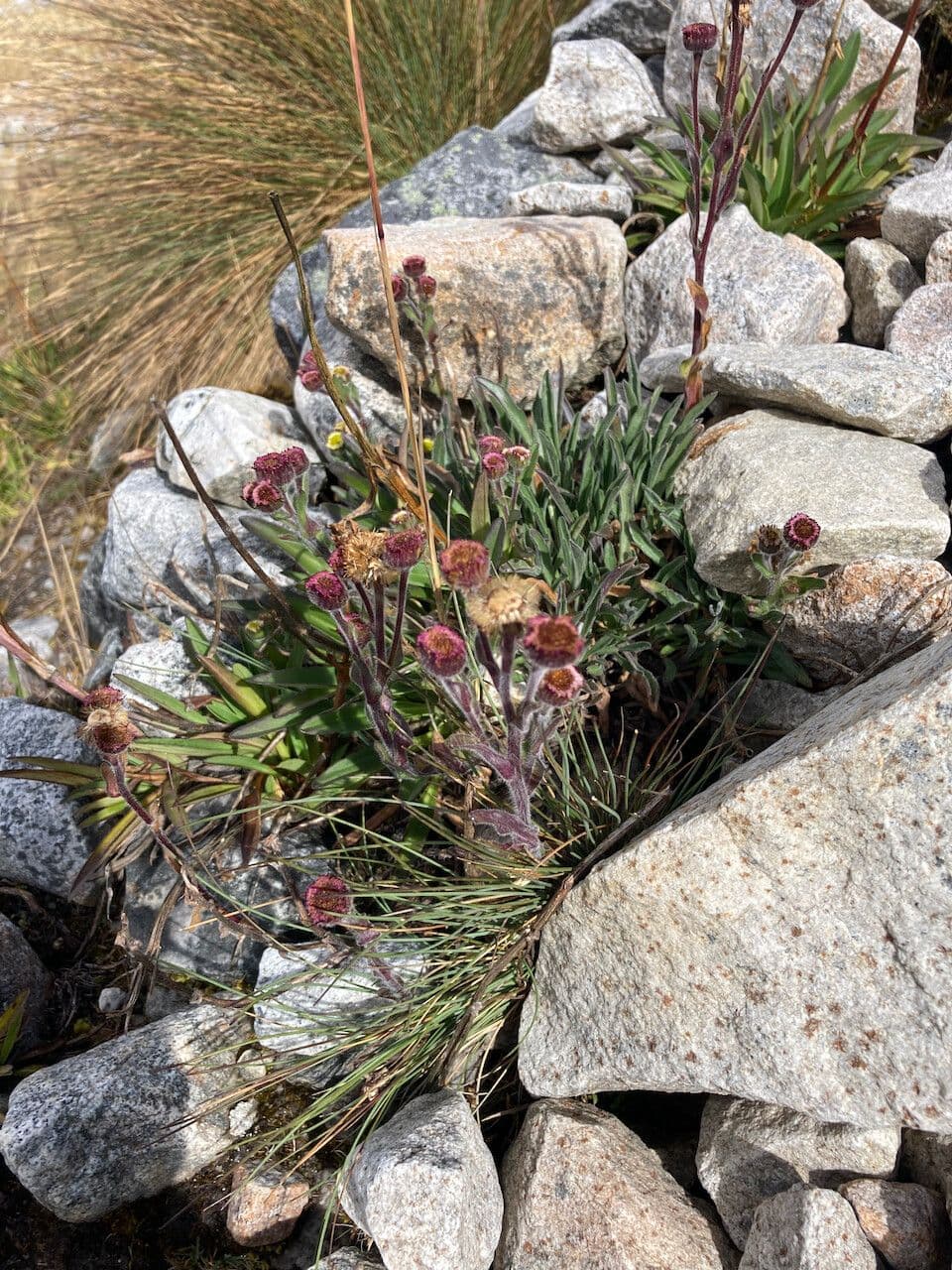 Erigeron 9