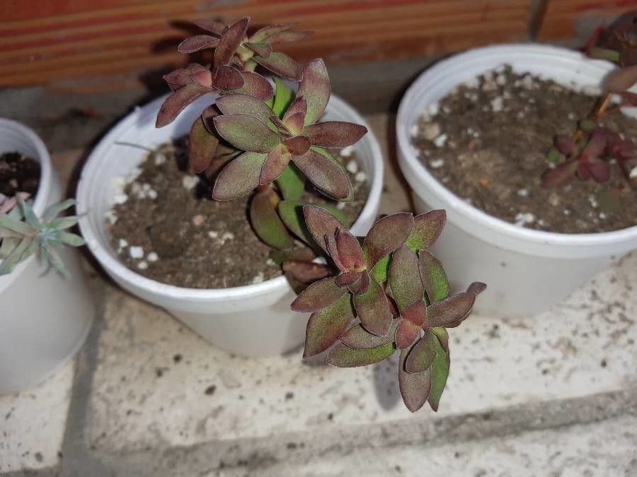 Crassula 2